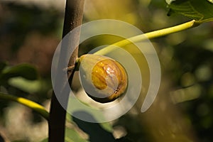 fig fruits on a tree among green leaves