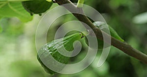 Fig fruits at tree, steadicam close-up