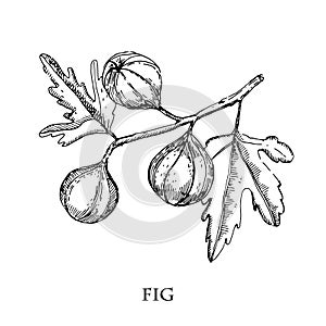 Fig hand drawn vector illustration.Detailed engraving style sketch. Summer fruit, isolated on the white background.