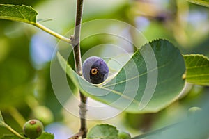 A fig kind wild fruit of purple colour