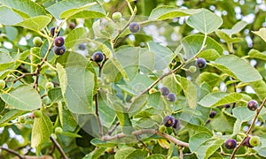 A fig kind wild fruit of purple colour