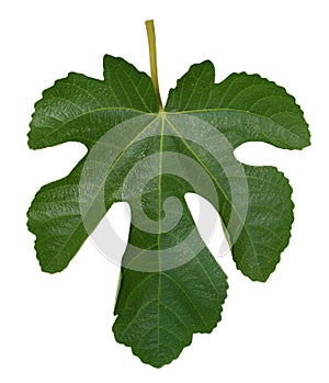 Fig leaf