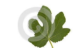 Fig Leaf