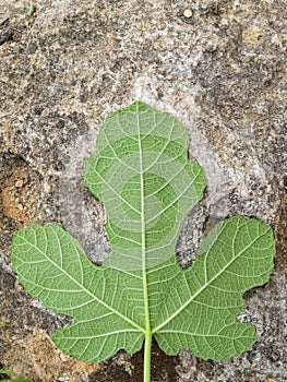 Fig leaf