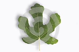 Fig leaf