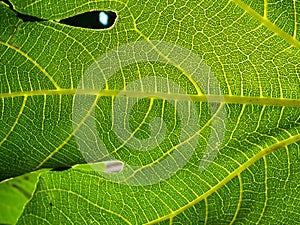 Fig Leaf