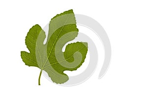 A fig leaf.