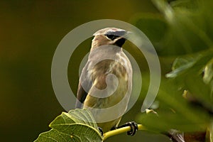 Fig Leaf Bandit Cedar Waxwing Bird 03