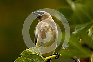 Fig Leaf Bandit Cedar Waxwing Bird 05