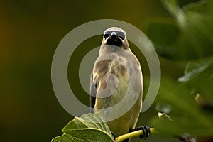 Fig Leaf Bandit Cedar Waxwing Bird 07