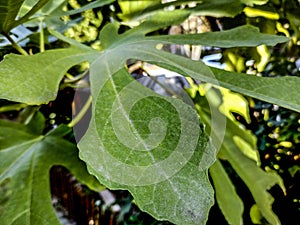 Fig leaf - close up, nature