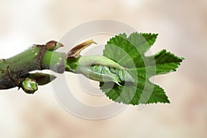 Fig leaf fig tree plant fruit