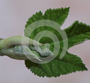 Fig leaf fig tree plant fruit