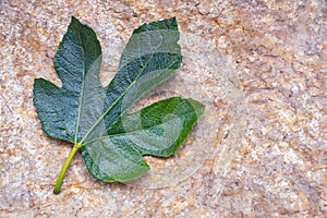 Fig leaf. Green leaf of fig tree. Copy space