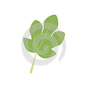 Fig Leaf Icon