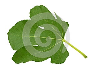 Fig leaf isolated on white background