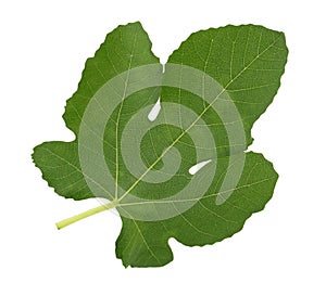 Fig leaf isolated on white background