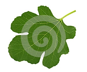 Fig leaf isolated on white background clipping path