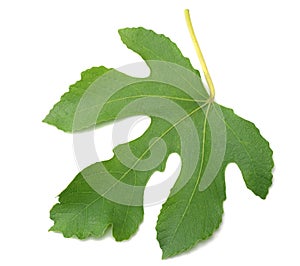 Fig leaf isolated on white background. top view
