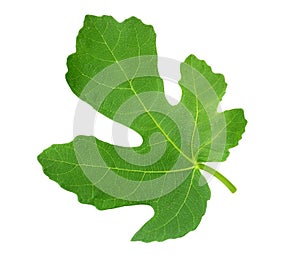 Fig leaf isolated on white background. top view