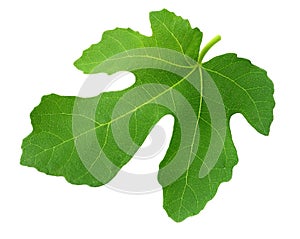 Fig leaf isolated on white background. top view