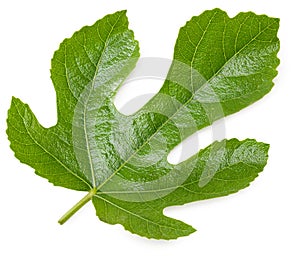 Fig leaf isolated on white background. top view