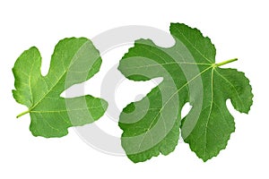 Fig leaf isolated on white background. top view