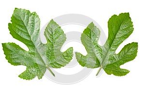 Fig leaf isolated on white background. top view