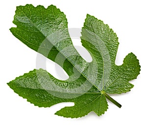 Fig leaf isolated on white background. top view