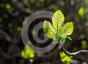 Fig leaf lit by the sun in the forest