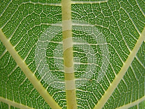 Fig leaf macro