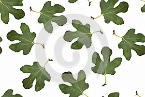 Fig leaf pattern on white isolated background