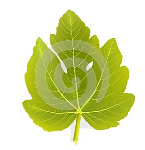 Fig leaf photo