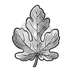 Fig leaf sketch vector illustration