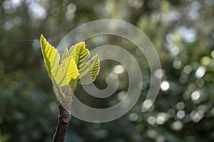 Fig leaf sprout on dark background