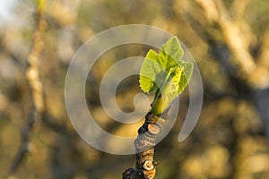 Sprout announces the arrival of spring