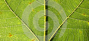 Fig leaf texture macro