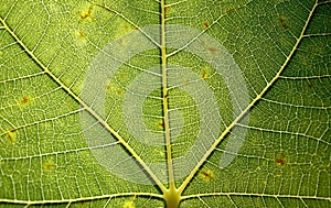 Fig leaf texture macro