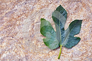 Fig leaf, leaf of fig tree. Metaphor of concealing what may be considered indecorous or indecent. Copy space photo