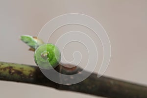 Fig leaf fig tree plant fruit