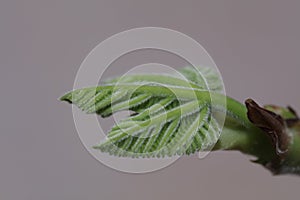 Fig leaf fig tree plant fruit