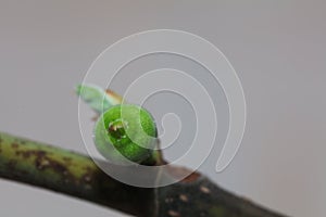 Fig leaf fig tree plant fruit