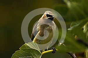 Fig Leaf Bandit Cedar Waxwing Bird 01