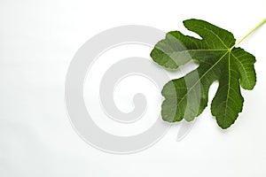 Fig leaf is on the white background
