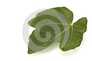 fig leaf on a white background