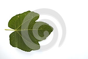 fig leaf on a white background