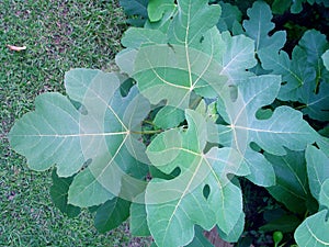 Fig Leaves