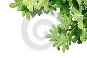 Fig leaves photo