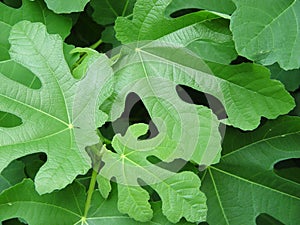 fig leaves