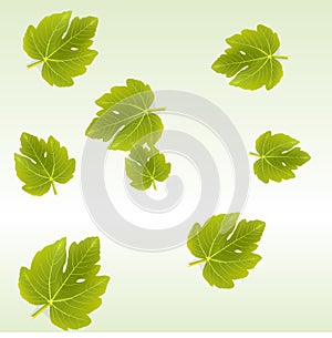 Fig leaves background